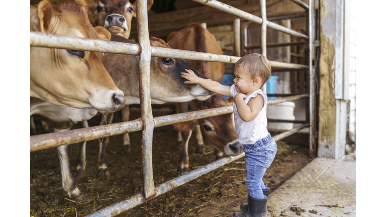 Curious toddler girl petting cows on dairy farm