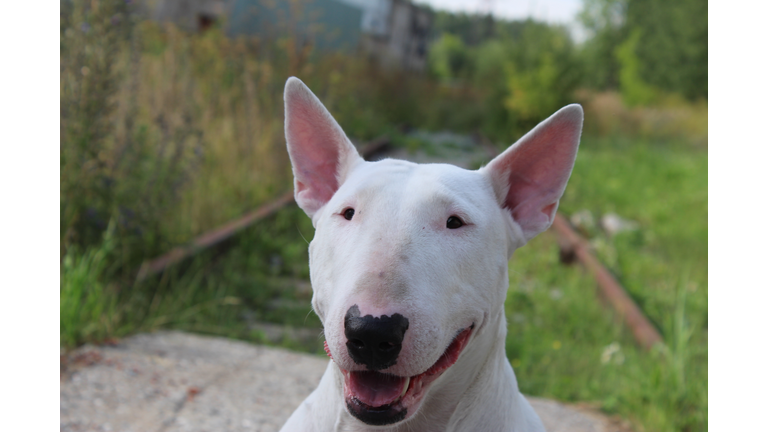 English bull Terrier