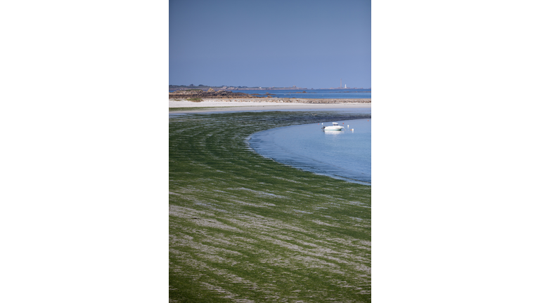 FRANCE-GREEN-ALGAE-BACK