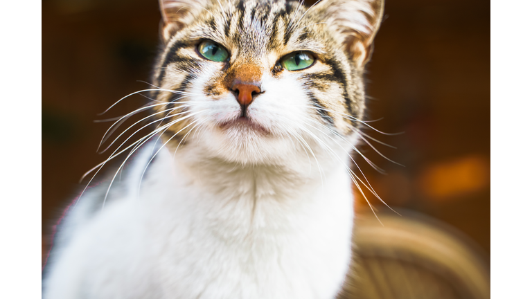 Homeless animals seek shelter. Surviving cat wander street of village,old town. Stray, abandoned creatures. Sad, lonely,helpless pets cats need rescue care. Desperate hope for home finding