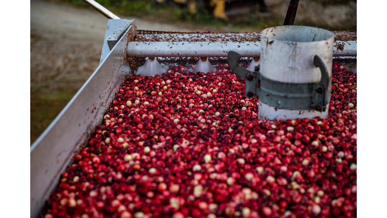 US-AGRICULTURE-HARVEST-CRANBERRIES