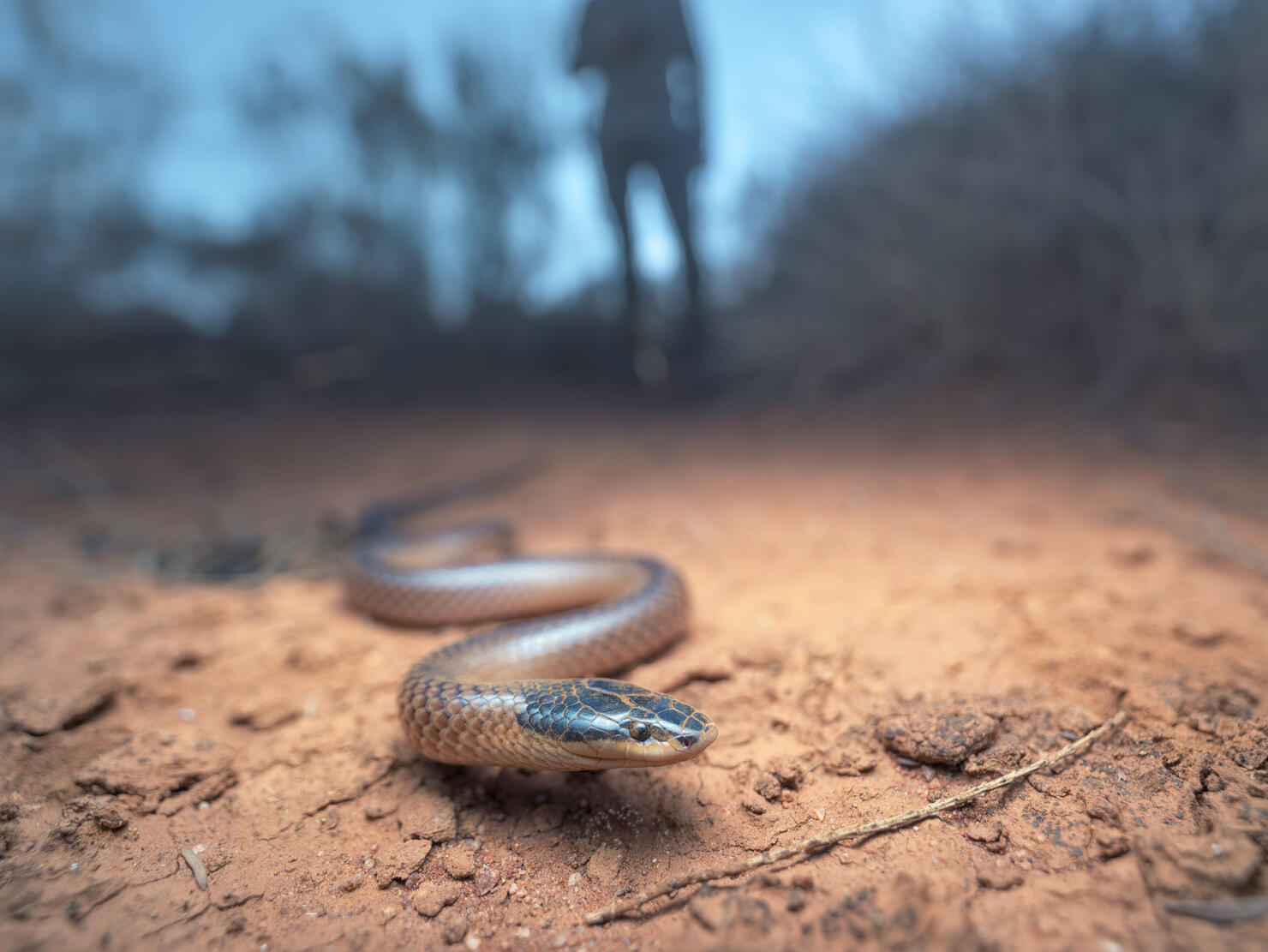 Dwyer's Snake (Parasuta dwyeri) in spinifex habitat at dawn
