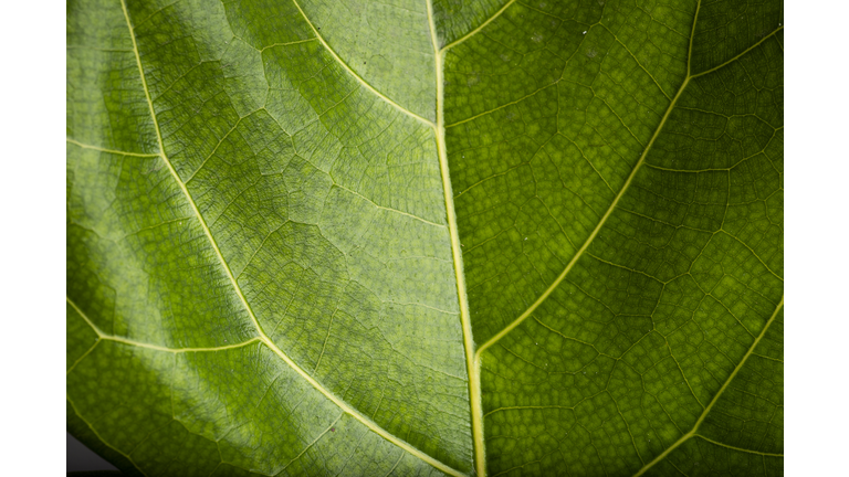 close up and macro photography of green foliage figus lyrata with white background