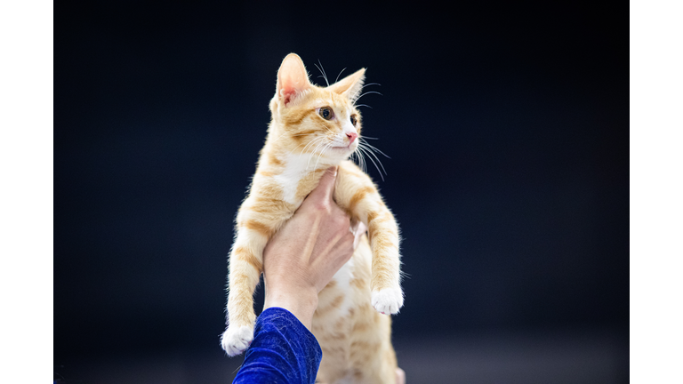 Bangkok Hosts "Orange Cats" Competition