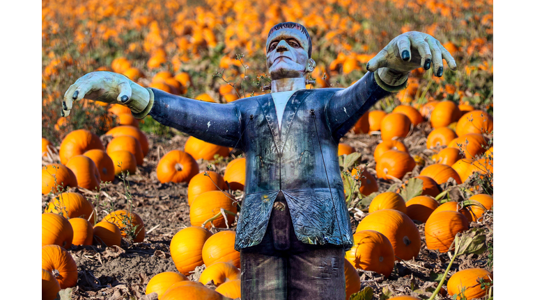 Frankenstein monster in a pumpkin patch