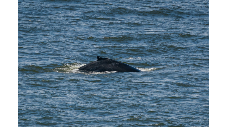 Whale Watchers Delight In Large Number Of Humpbacks Close To Shore In Bay Area