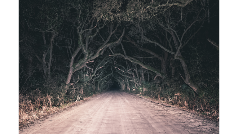 Botany Bay old oak tree road at night in Edisto Island, South Carolina, USA