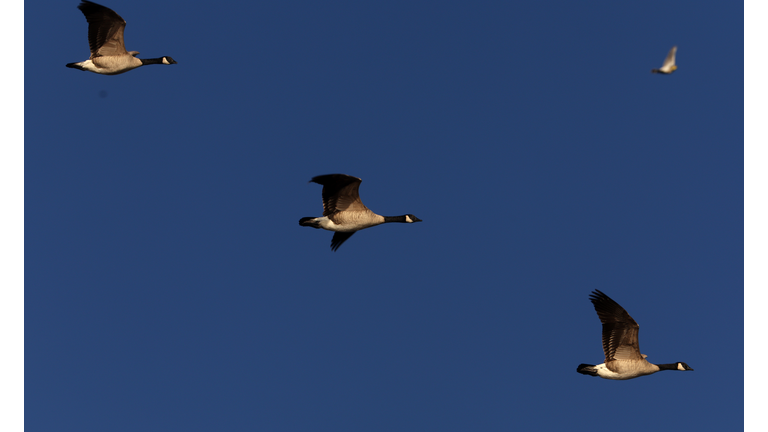 Botulism Outbreak Kills Tens Of Thousands Of Birds In Klamath Basin