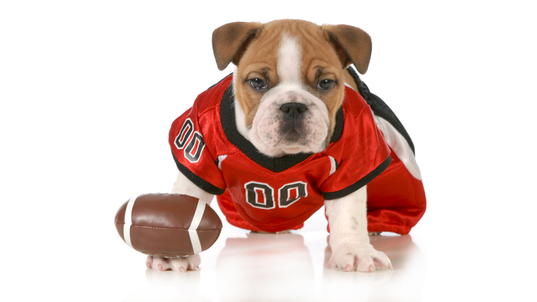 football dog