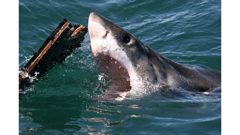 Great white shark, Cape town
