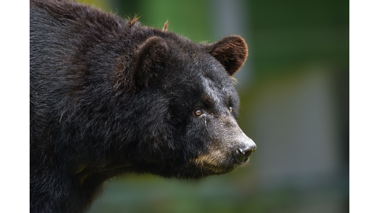 Close up of a black bear