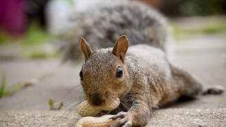 LISTEN: Auron MacIntyre with Lakey on the Murder of Peanut the Squirrel 