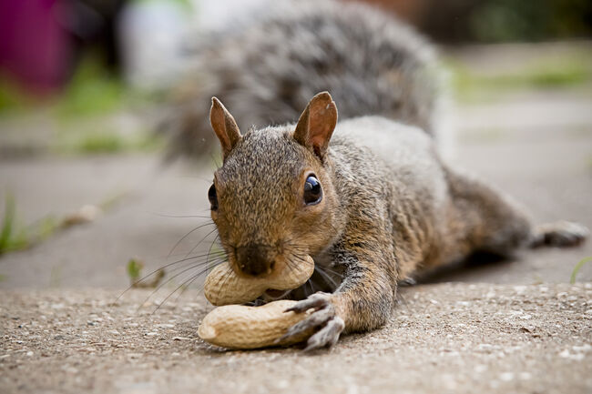 Give me more nuts!!!