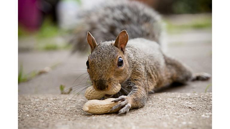 Give me more nuts!!!