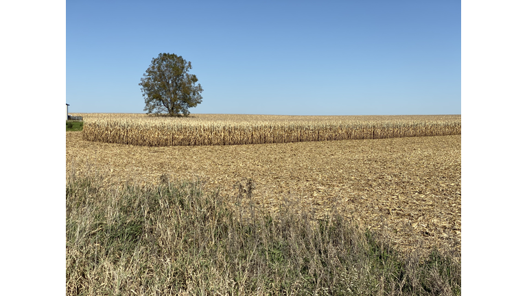 Corn field and tree