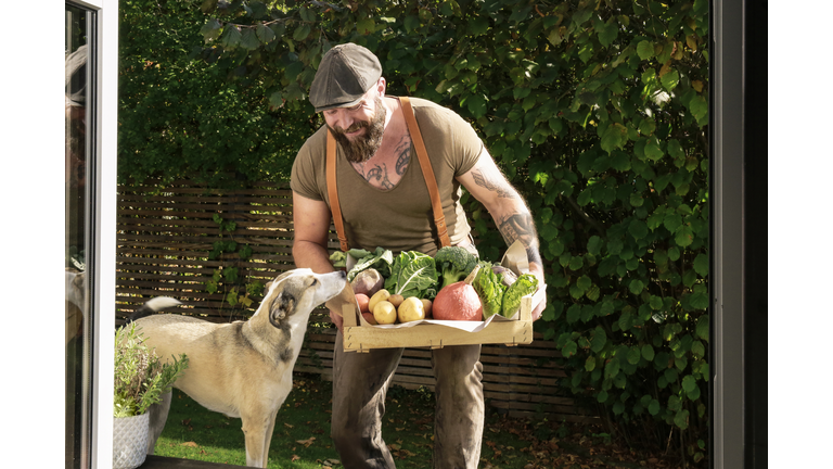 Mature man carrying crate with vegetables in his garden