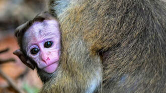 Dozens Of Monkeys Escape South Carolina Research Facility