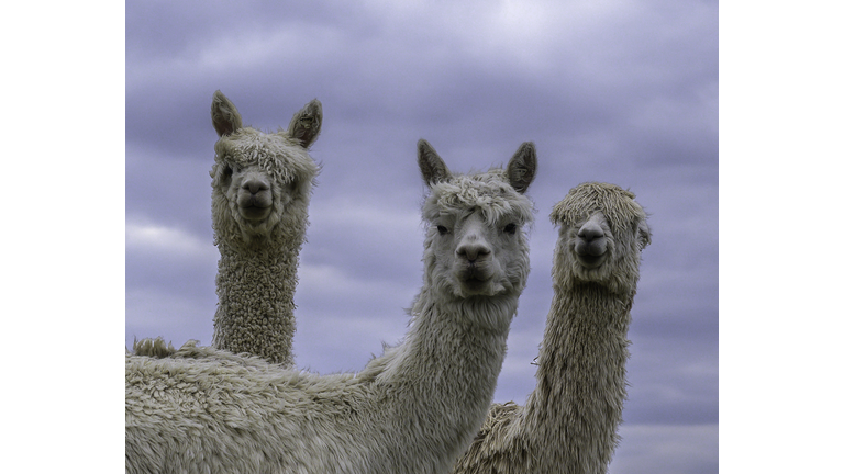 Alpaca profile pics