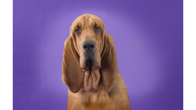 Bloodhound