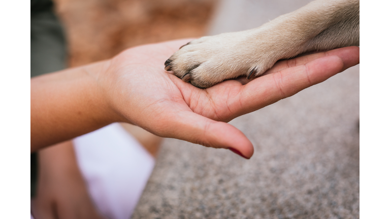 owner's hand and paw of a pug in a park