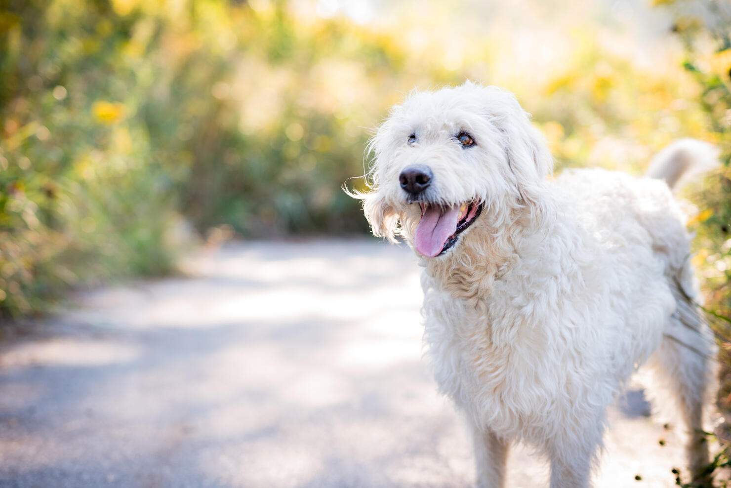 Smiling Labrador Mix Dog