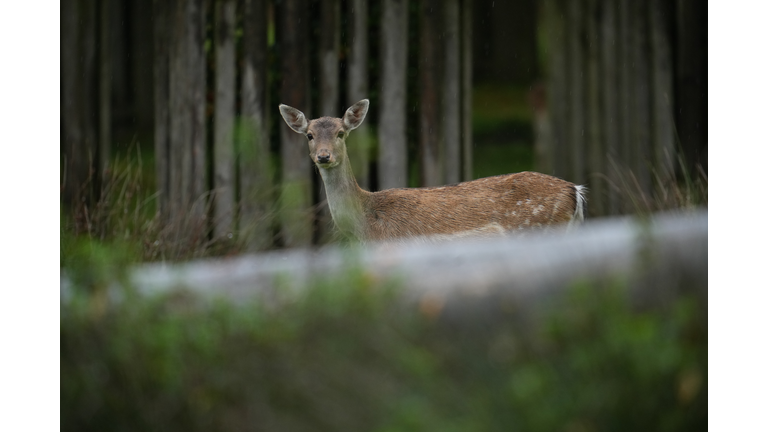 Rutting Season In The Deer Park At Dunham Massey