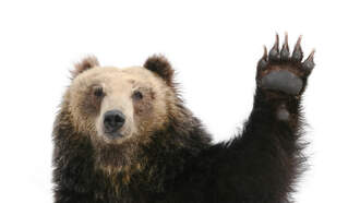 Bees Thousand of Bees but Just One Bear!