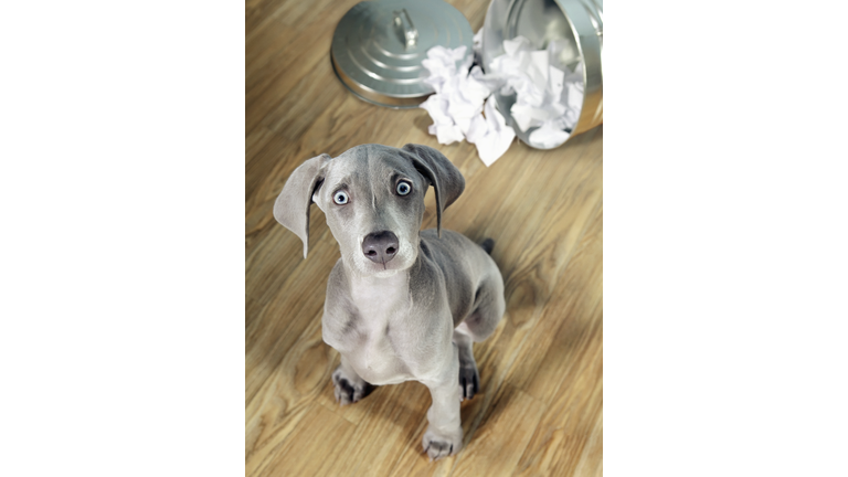 Weimaraner puppy getting into garbage