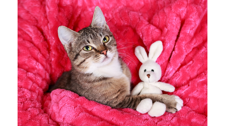 Cute little Kitten hugs a toy bunny. Cat on a pink background.