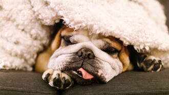 Dog Named Ozzy Sets Guinness Record With 7.83-Inch Tongue