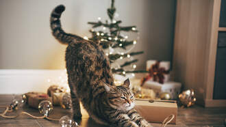 Theresa Lucas - Cats vs Christmas Trees