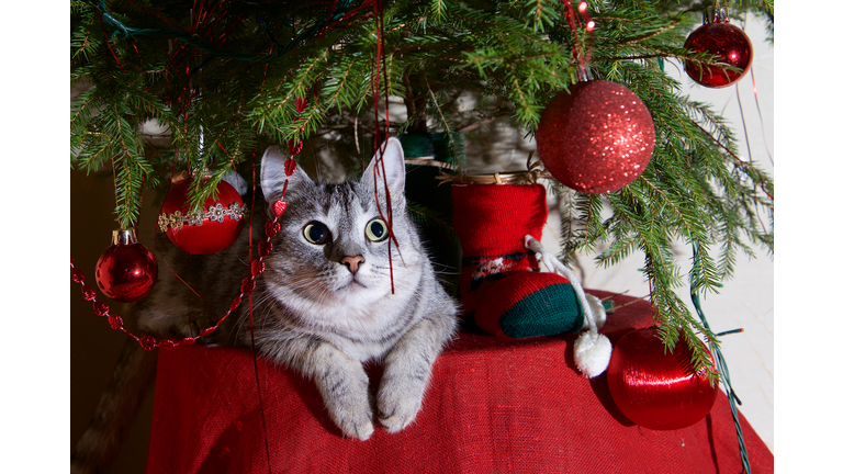 Grey cat lying on a table under a Christmas tree