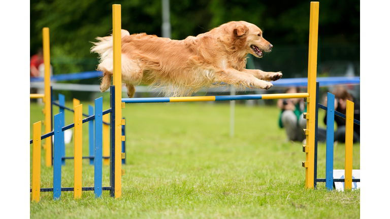 Dog agility with golden retriever