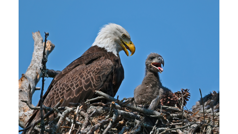 Bald Eagle in Nest with Eaglet