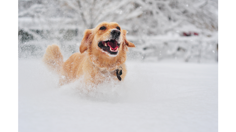 Golden retriever dog running on fresh snow
