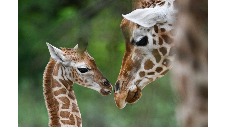 GERMANY-ANIMALS-GIRAFFES