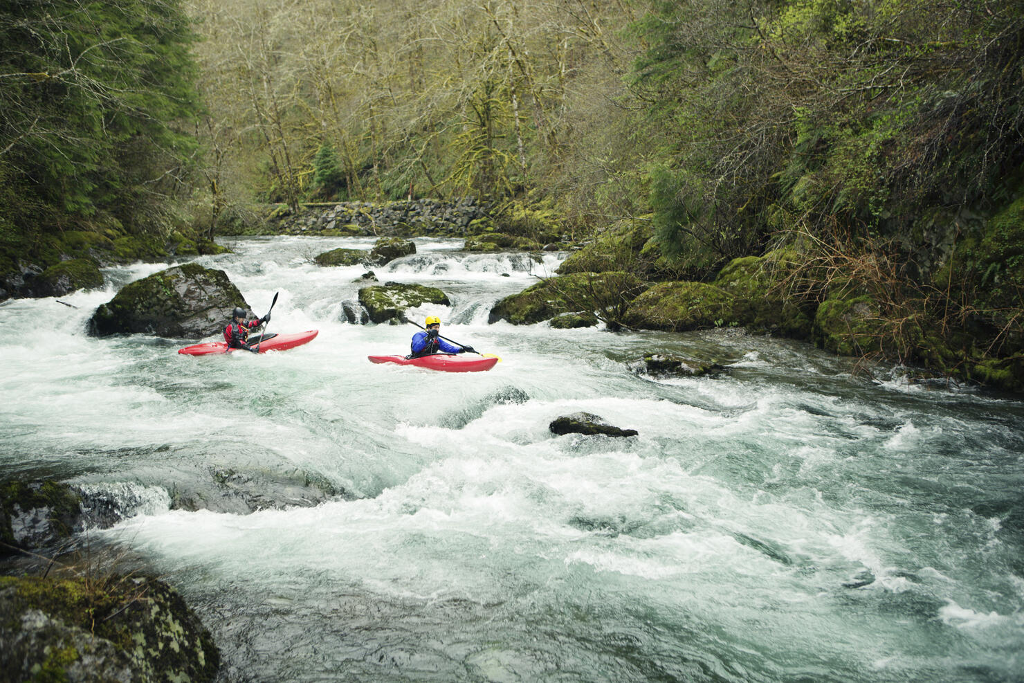 Kayakers paddling through river in forest