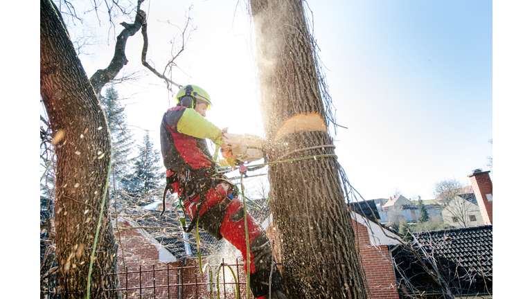 Arborist man cutting a branches with chainsaw and throw on a ground. The worker with helmet working at height on the trees. Lumberjack working with chainsaw during a nice sunny day. Tree and nature