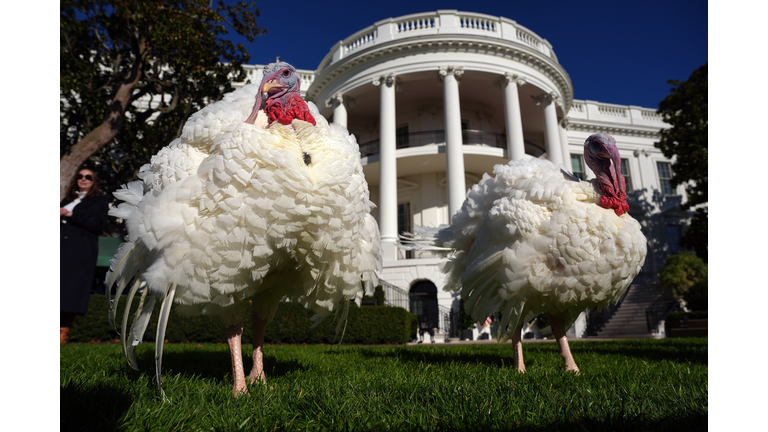 President Biden Pardons Two Turkeys Ahead Of Thanksgiving Holiday