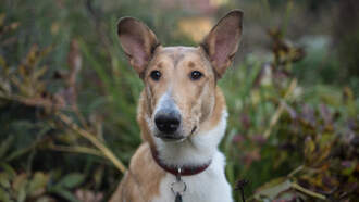 Top Dog Names For 2025