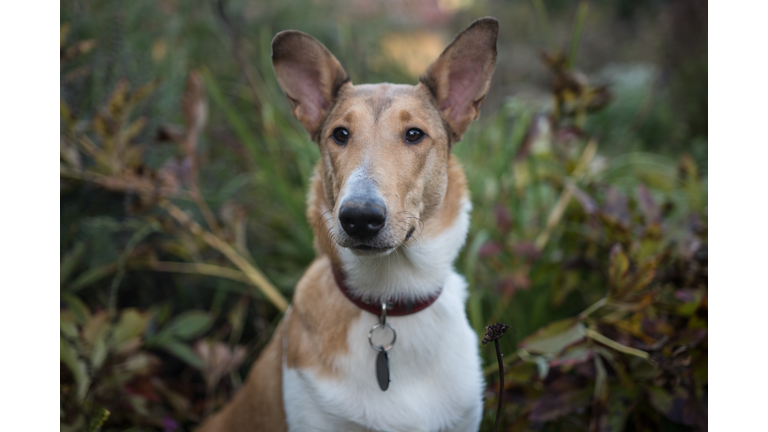 Smooth Collie in Autumn Garden