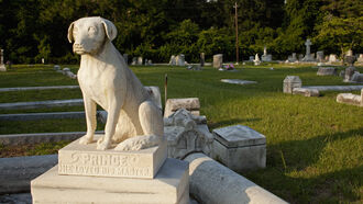 Memorializing Pets / Open Lines