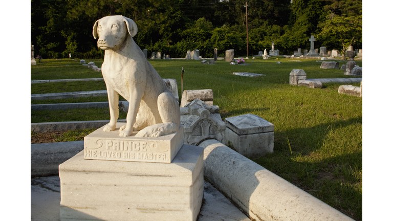 Memorializing Pets / Open Lines