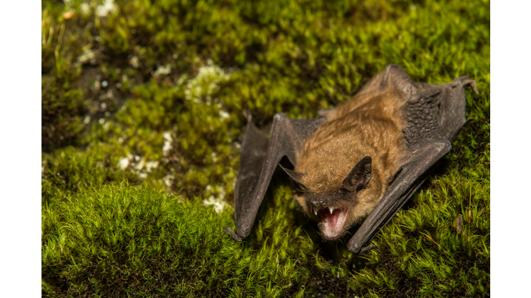 Big Brown Bat