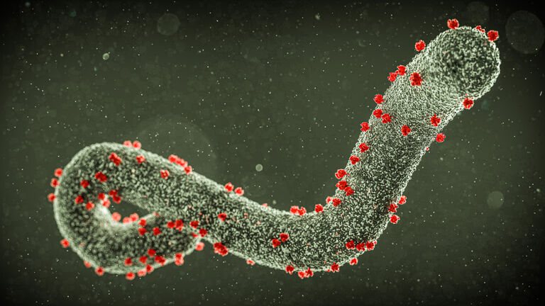 Marburg virus, illustration
