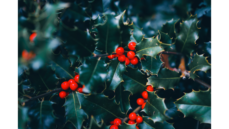 Winter natural background. Holly berries