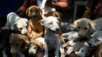 Please Don't Buy A Puppy or Kitten This Holiday Season!