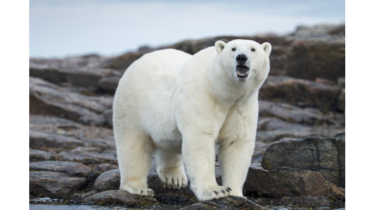 Polar Bear on Harbour Islands, Hudson Bay, Nunavut, Canada