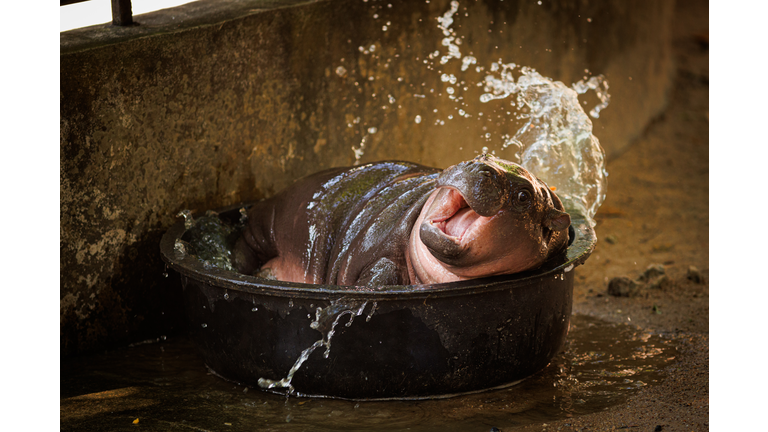 Pygmy Hippo Moo Deng Continues To Delight People