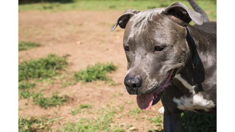 Pit bull dog playing in the park. Green grass, dirt floor and wooden stakes all around. Selective focus